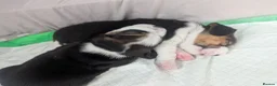 Beagle dogs for sale: Adorable Beagle Puppies  in Leicester - Advert 6