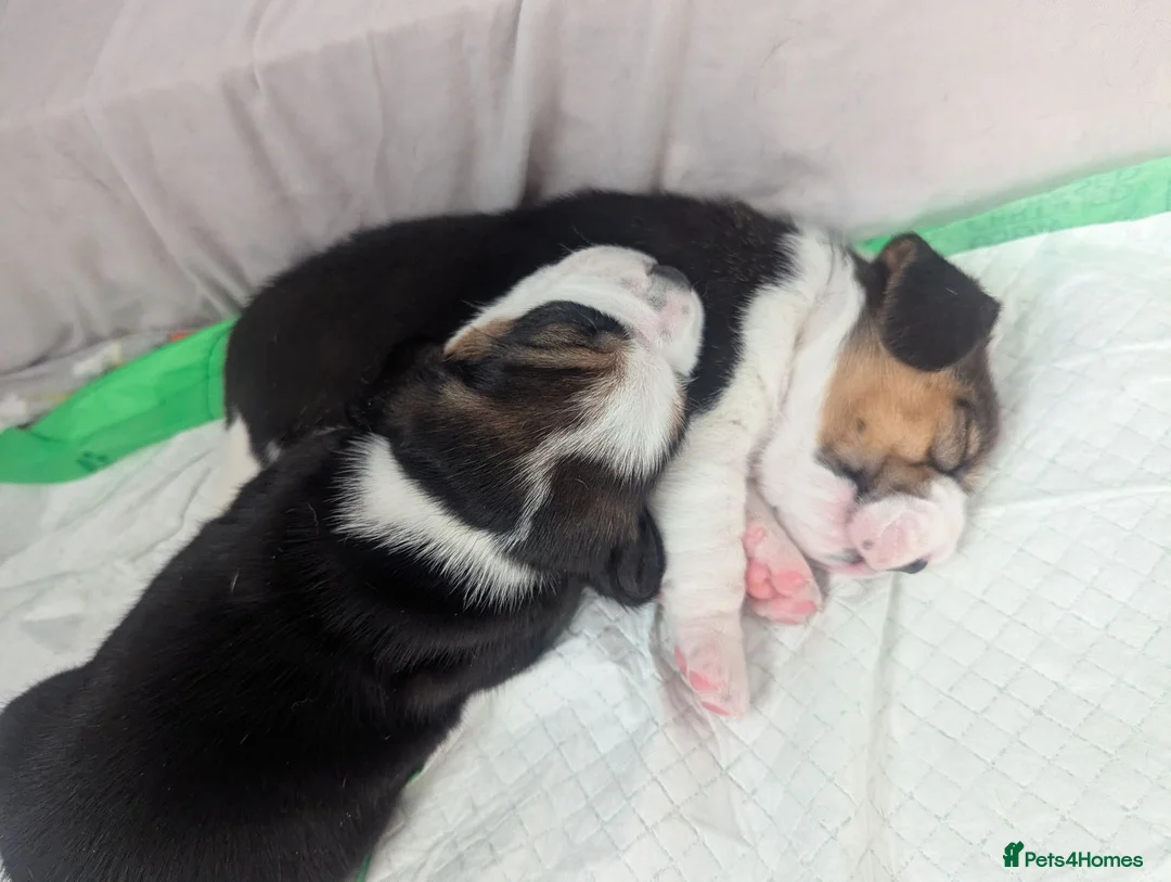 Beagle dogs for sale: Adorable Beagle Puppies  in Leicester - Advert 6