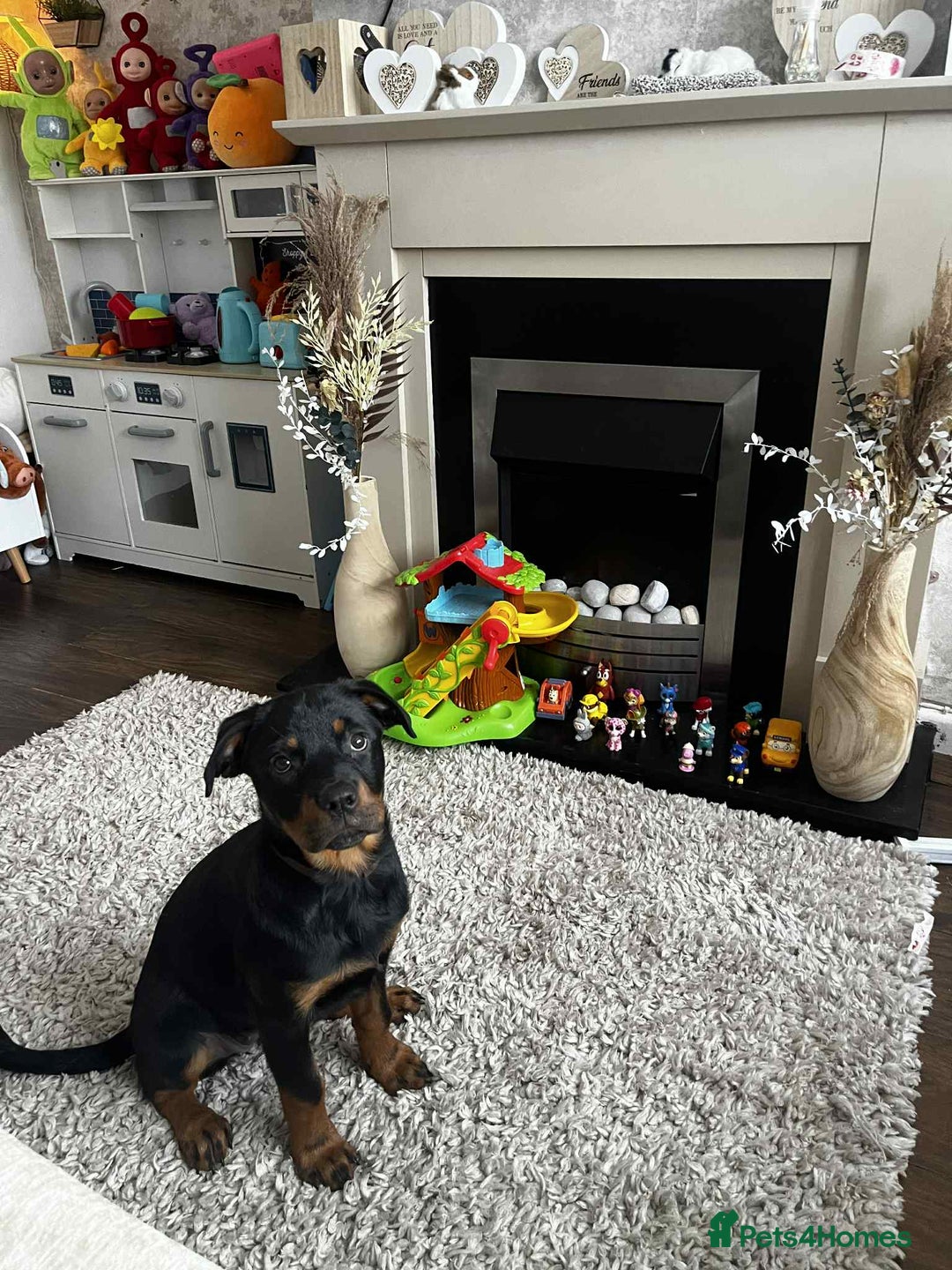 Rottweiler dogs for sale: Rotwailer Girl - Image 3