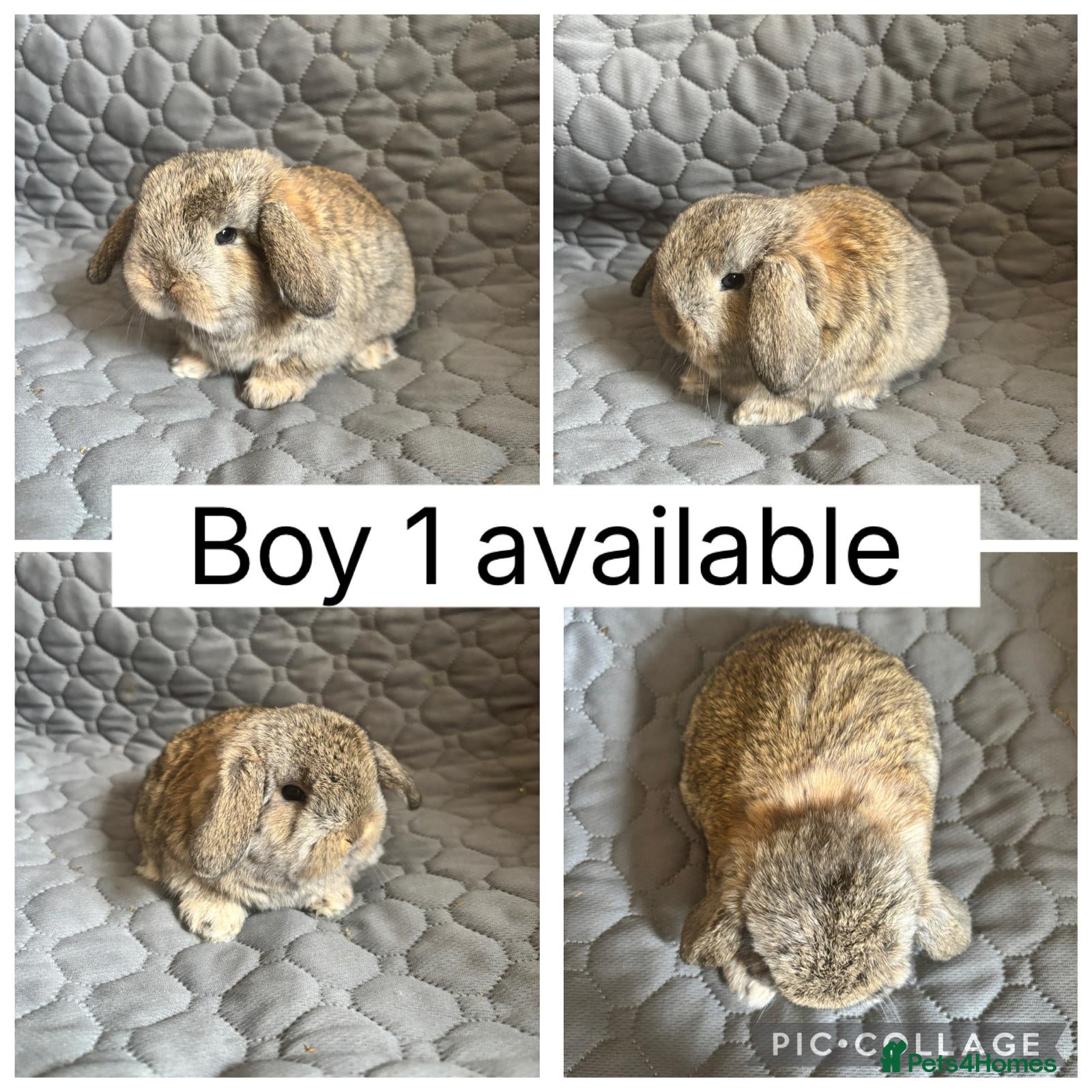 Mini Lop rabbits 1 beautiful baby mini lop ready to reserve - Advert 7