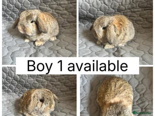 Mini Lop rabbits 1 beautiful baby mini lop ready to reserve - Advert 7