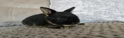 Netherland Dwarf rabbits for sale: Gorgeous tiny baby boy  - Advert 5