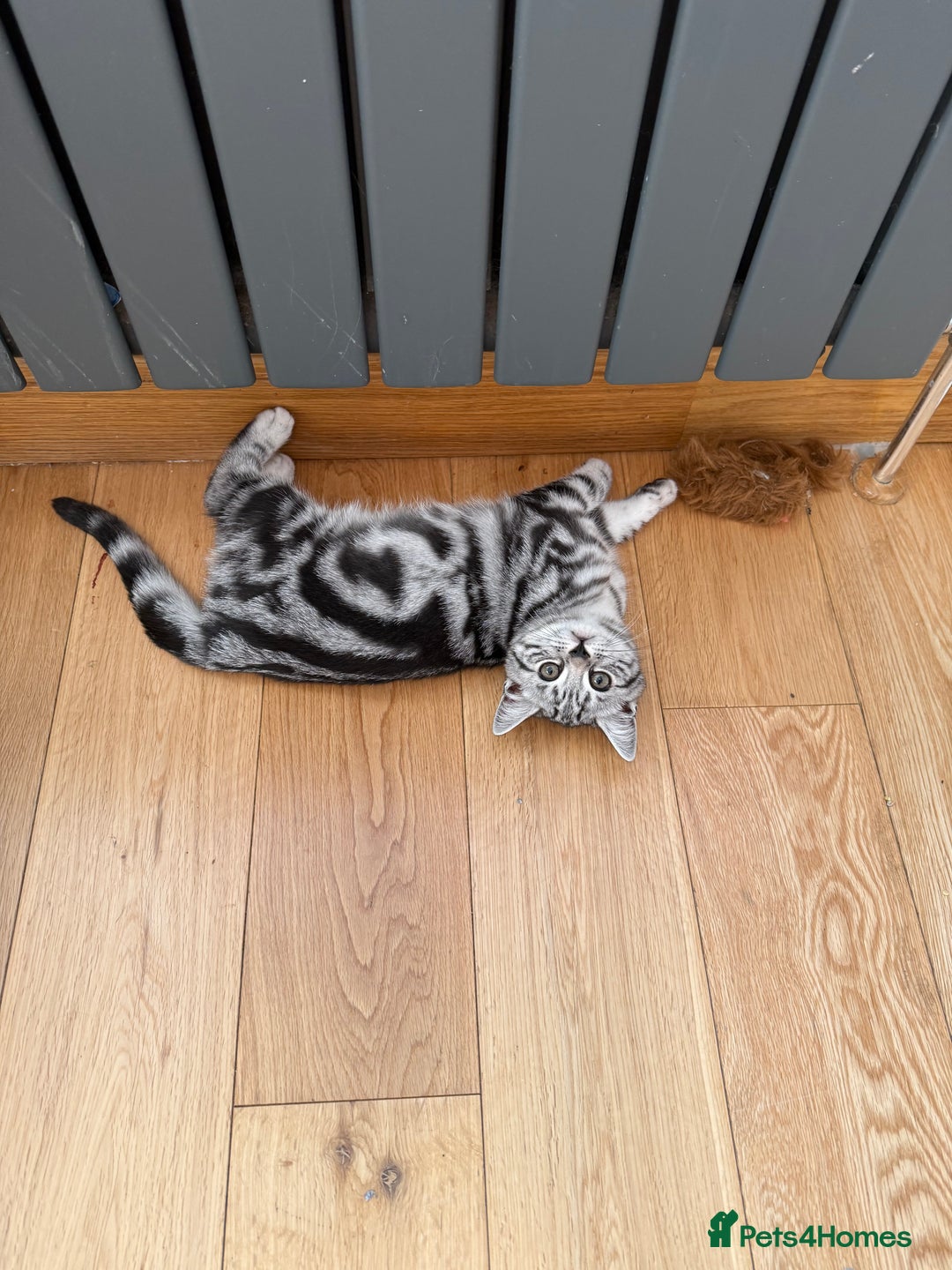 British Shorthair cats for sale: Two stunning loving black silver tabby BSH females - Advert 5
