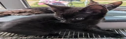 Mixed Breed cats for sale: 4 lovely kittens - Advert 8