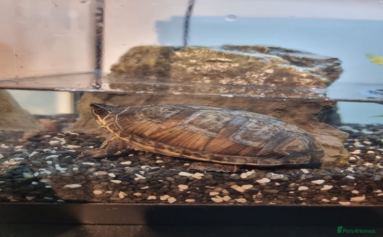 Terrapin reptiles - Advert 2