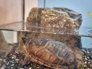 Terrapin reptiles - Advert 1