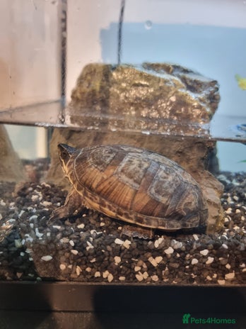 Terrapin reptiles - Advert 10