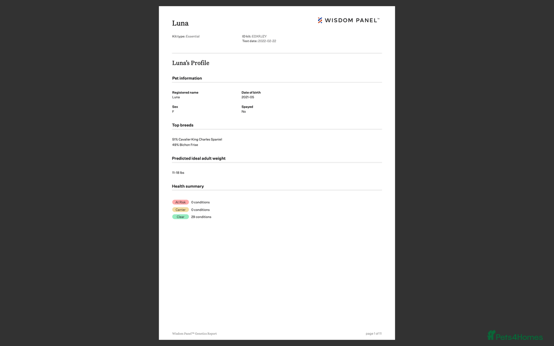 Cavachon dogs for sale: F1 CAVAPOOCHON PUPPIES  - Advert 3