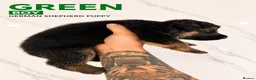 German Shepherd dogs for sale: ⭐️7 Beautiful German Shepherd Puppies⭐️ in Rugby - Advert 21