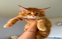Maine Coon cats for sale: Maine Coon XXXL - Advert 4