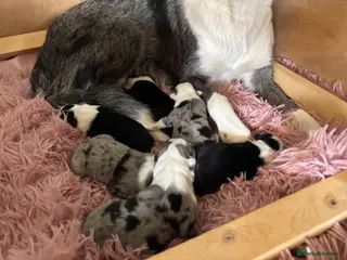 Border Collie dogs Border Collie puppies - Advert 1