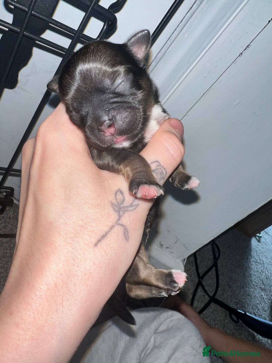 Mixed Breed dogs for sale: Shih tzu x Bichion  - Image 16