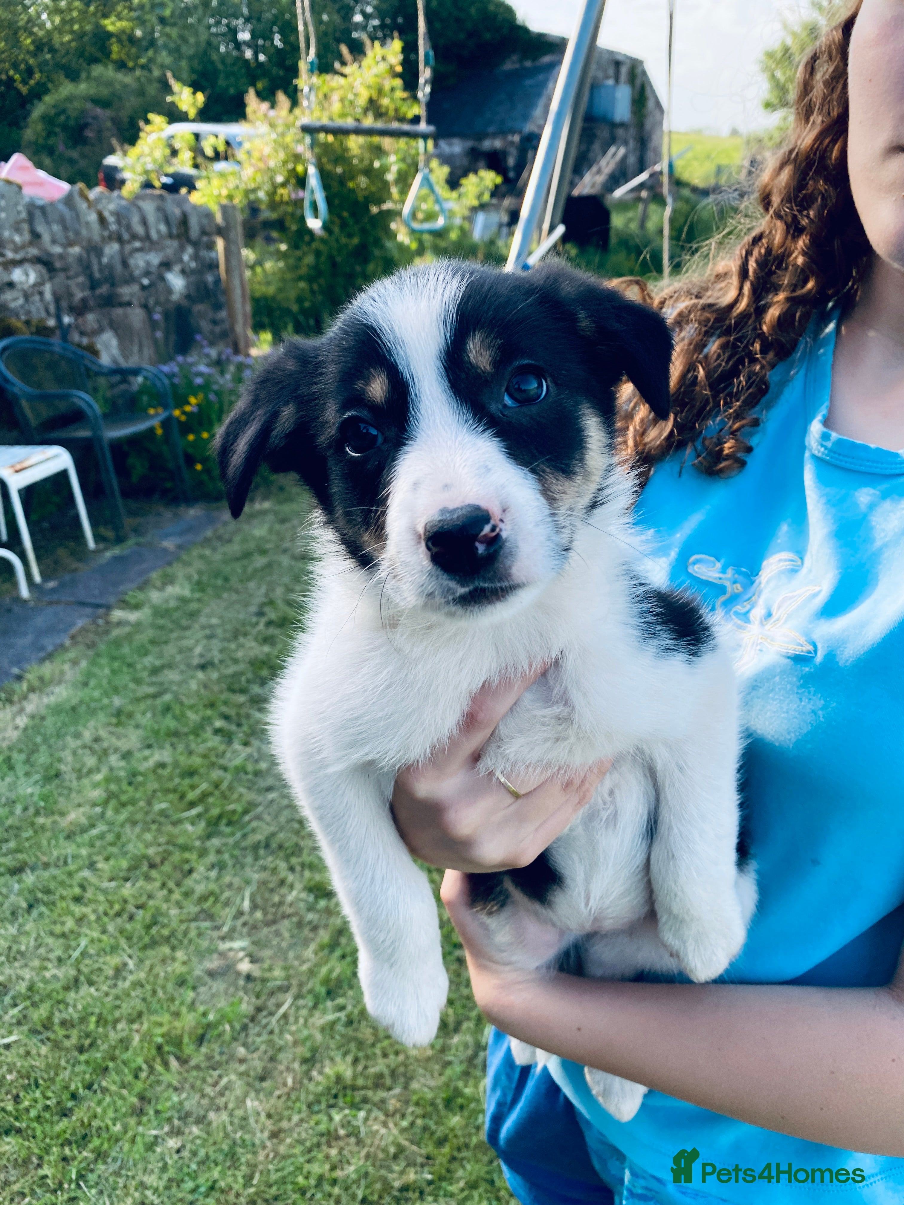 Border Collie dogs Super litter of border collies - Advert 2