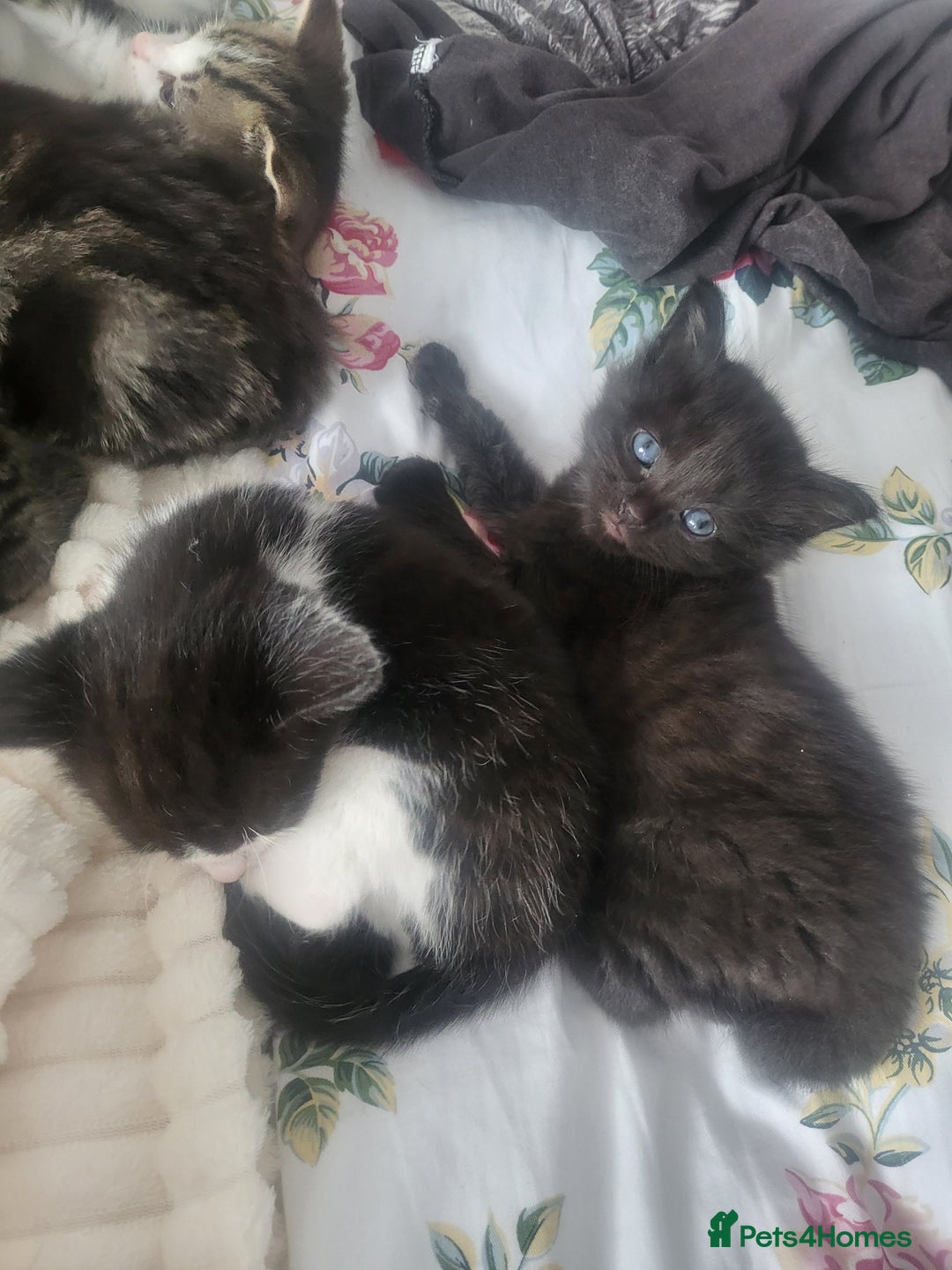 British Longhair cats for sale: Beautiful kittens for sale - Image 12