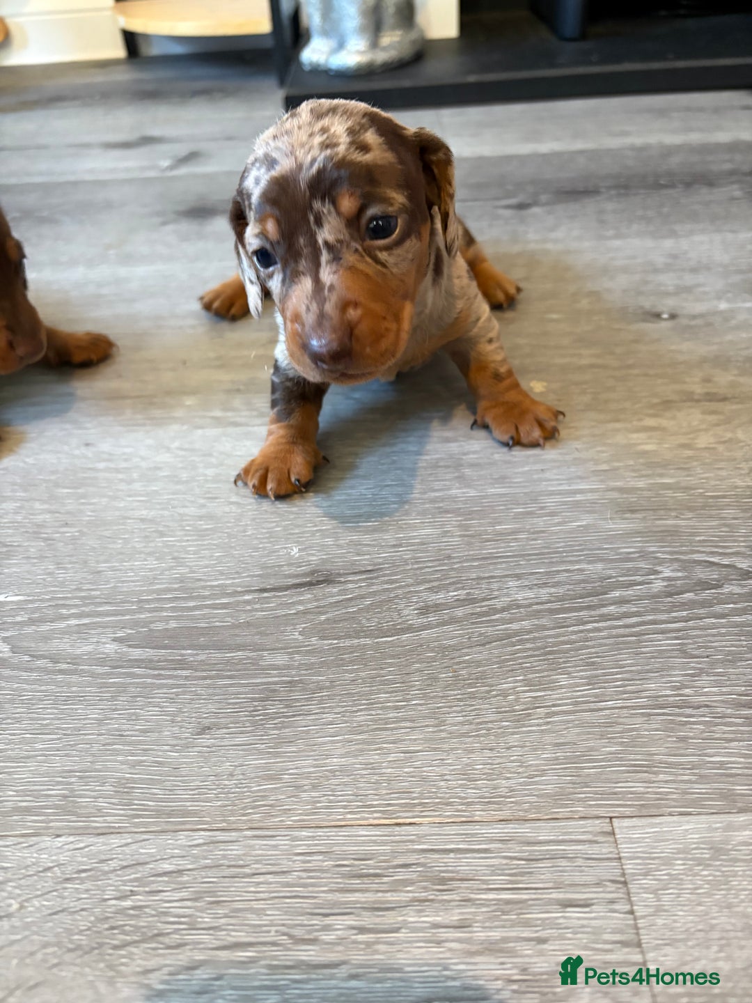 Miniature Dachshund dogs for sale: Adorable Miniature dachshund Babies - Advert 16