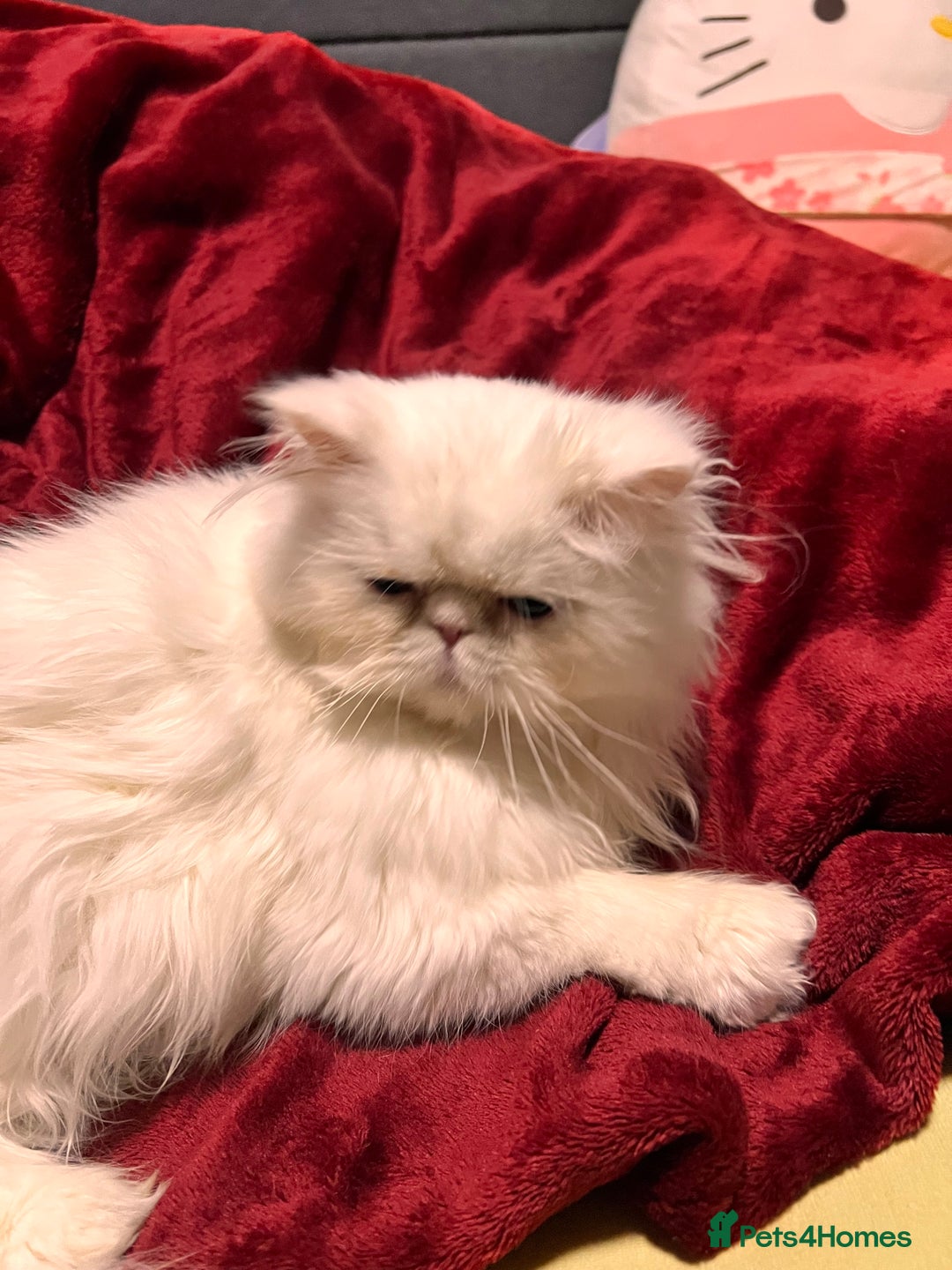 Persian cats for sale: I’m a white pure Persian boy - Advert 6