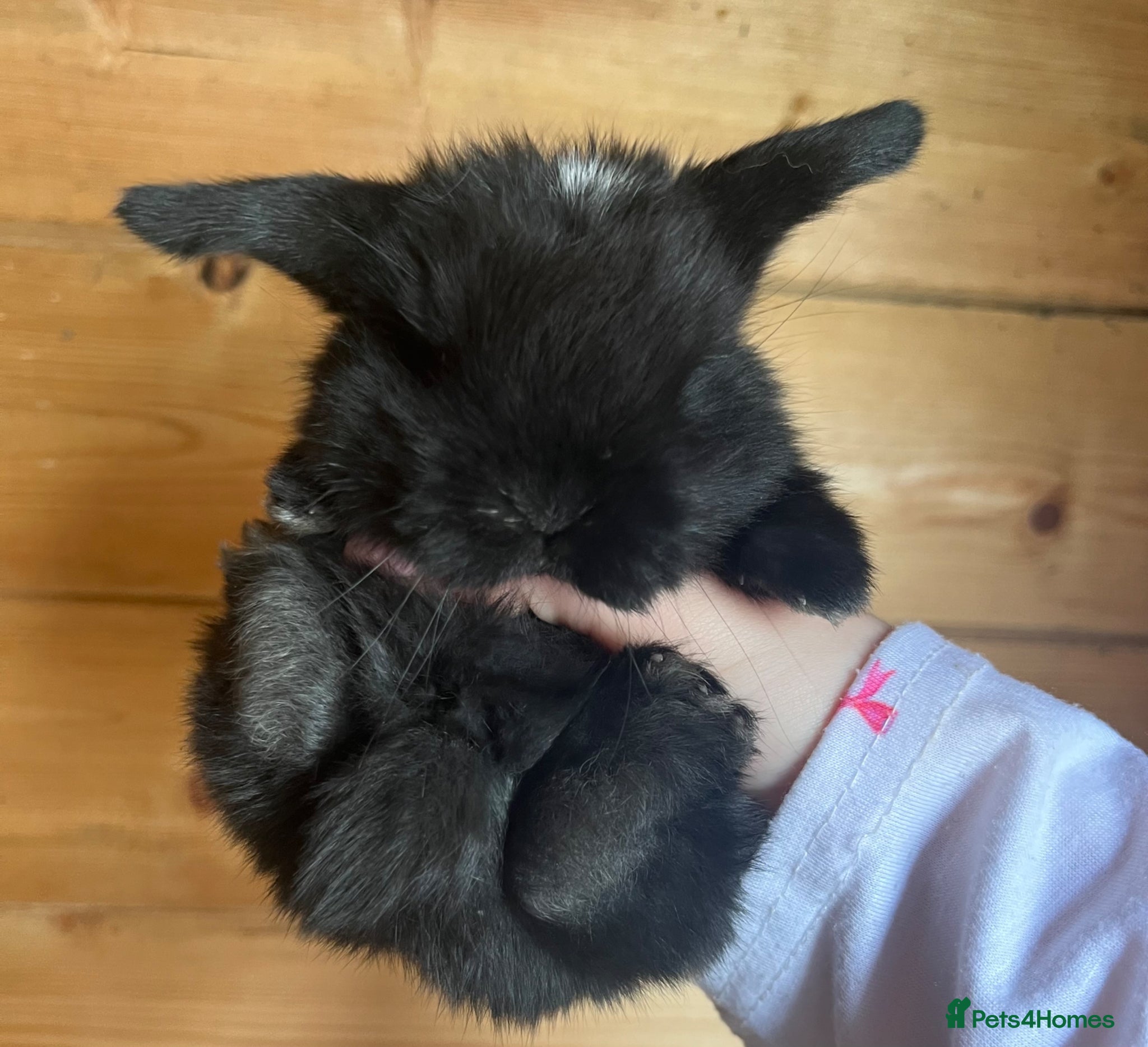 Mini Lop rabbits Gorgeous Pure Bred Mini Lops  - Advert 1