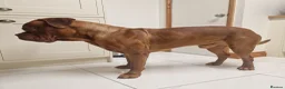 Dogue De Bordeaux dogs for stud: Barney - Advert 2