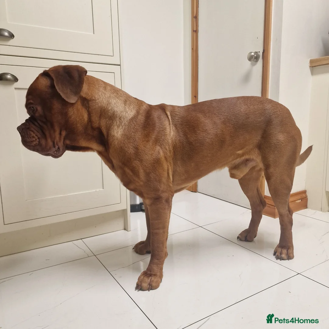 Dogue De Bordeaux dogs for stud: Barney - Advert 2