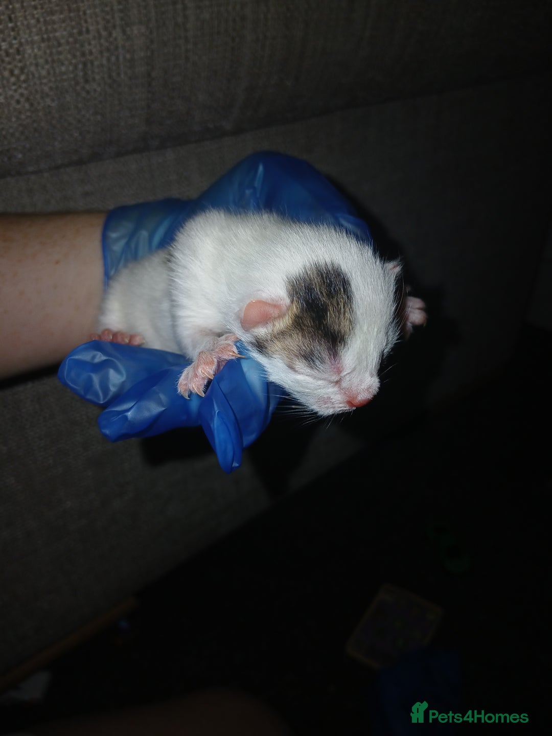 Mixed Breed cats for sale: Kittens  - Advert 5