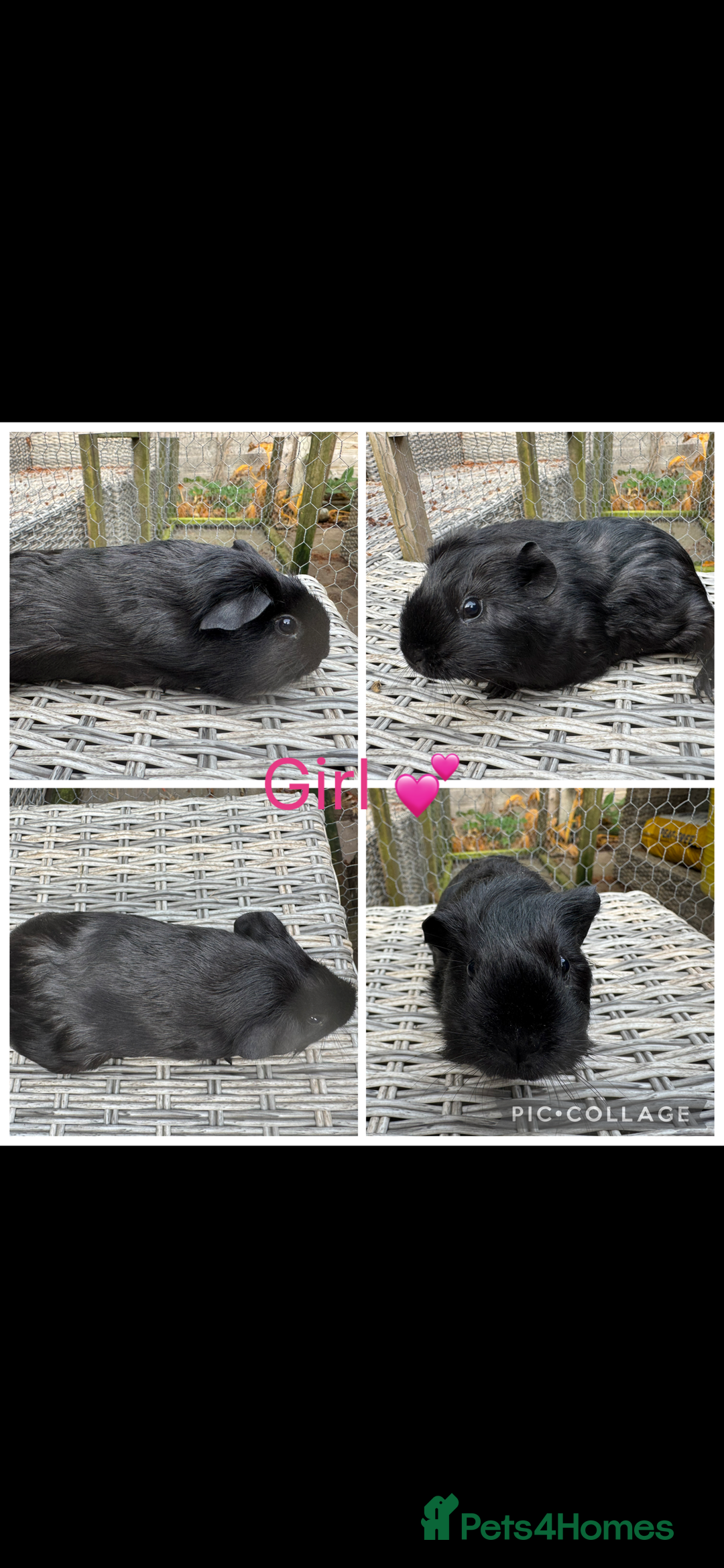 Guinea Pig rodents for sale: Mixture of Girl & Boy piggy’s looking for new laps - Advert 7