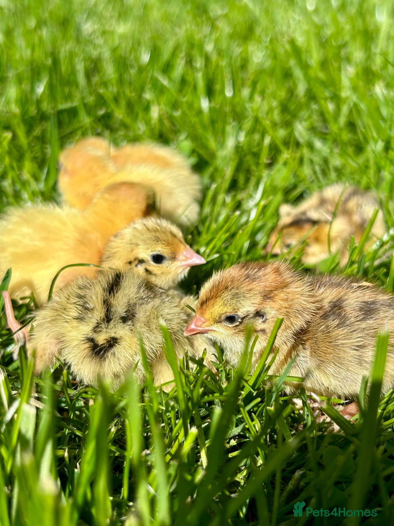 Quail poultry Fertile Italian jumbo quail eggs - Advert 1
