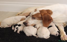 Basset Hound dogs for sale: Basset hound puppies - Image 4