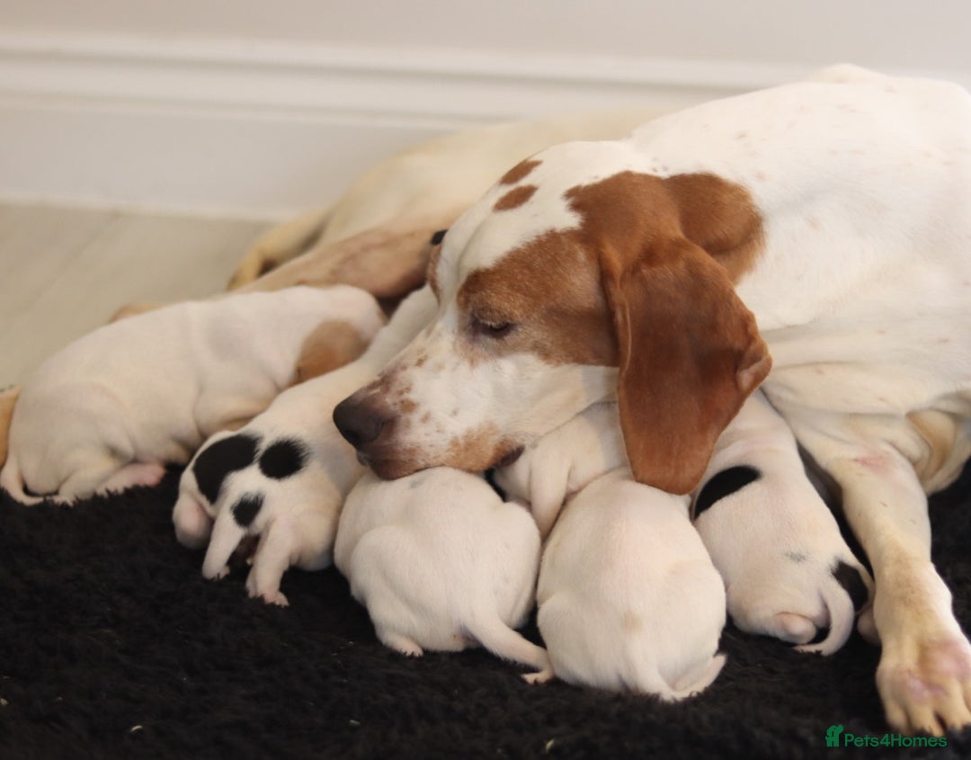 Basset Hound dogs for sale: Basset hound puppies - Image 4