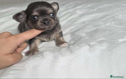 Chihuahua dogs for sale: Chocolate Girl, Blue Boy Longhair Chihuahua  - Image 2