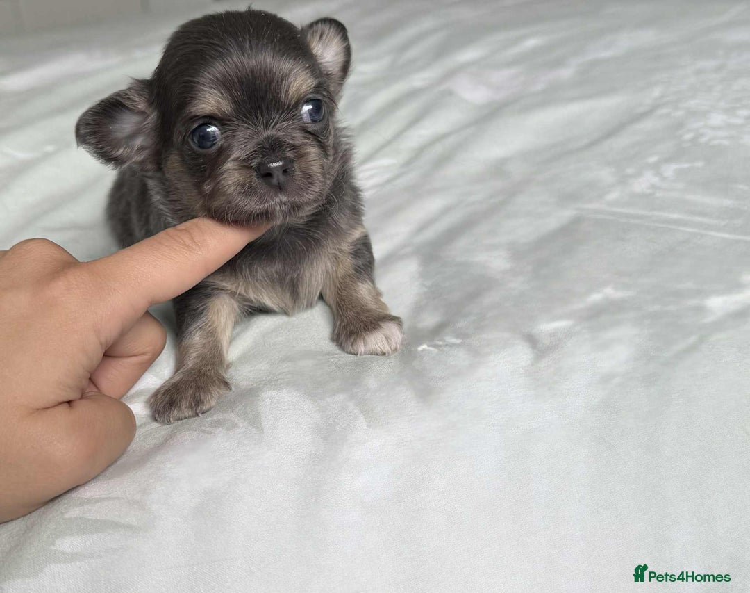 Chihuahua dogs for sale: Chocolate Girl, Blue Boy Longhair Chihuahua  - Image 2