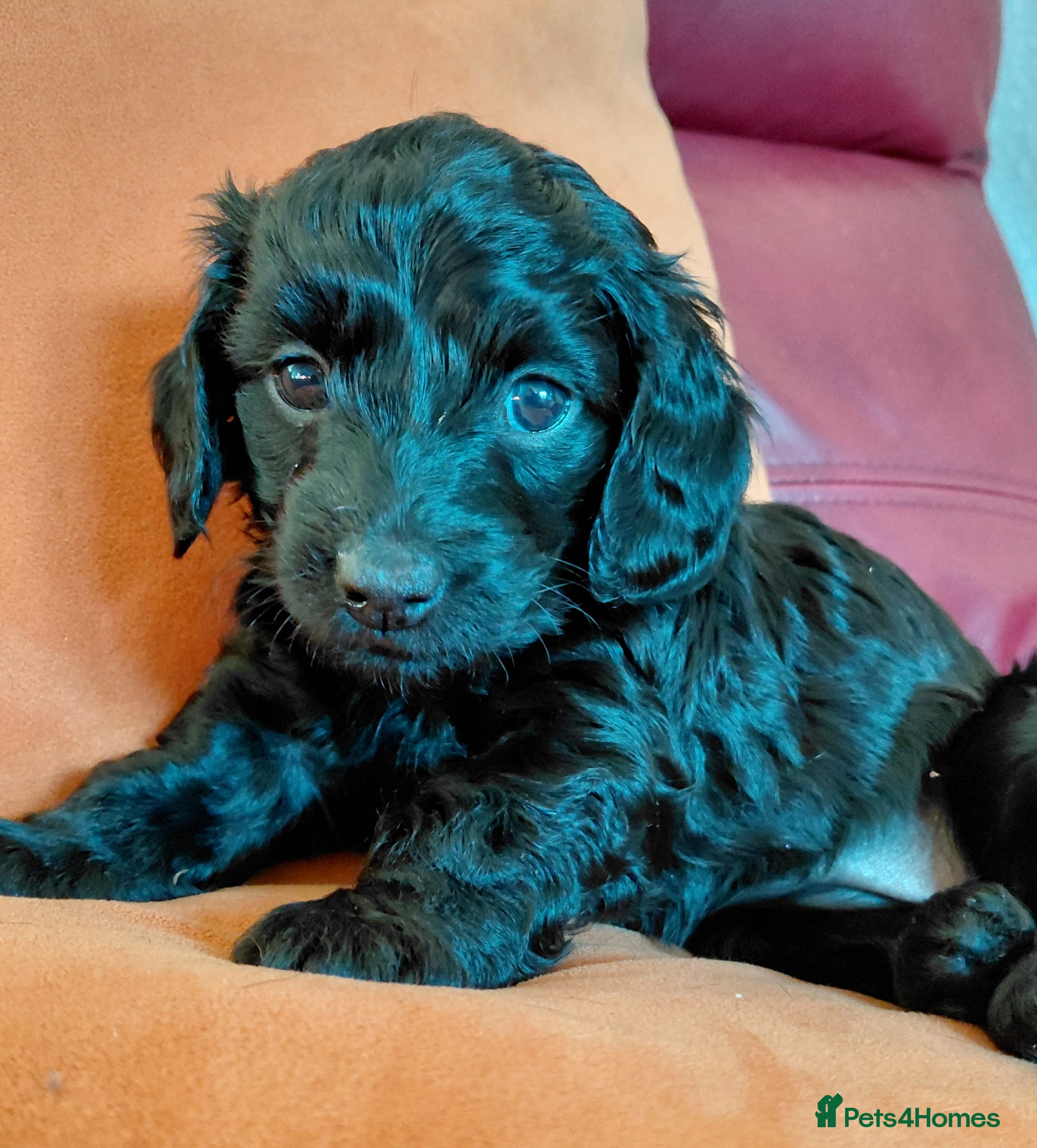 Mixed Breed dogs Doxiepoo =dachshund x poodle - Advert 3