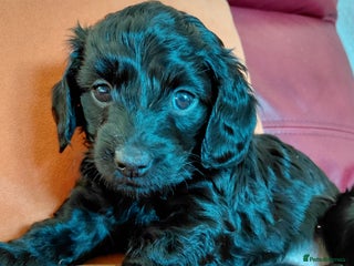 Mixed Breed dogs Doxiepoo =dachshund x poodle - Advert 16