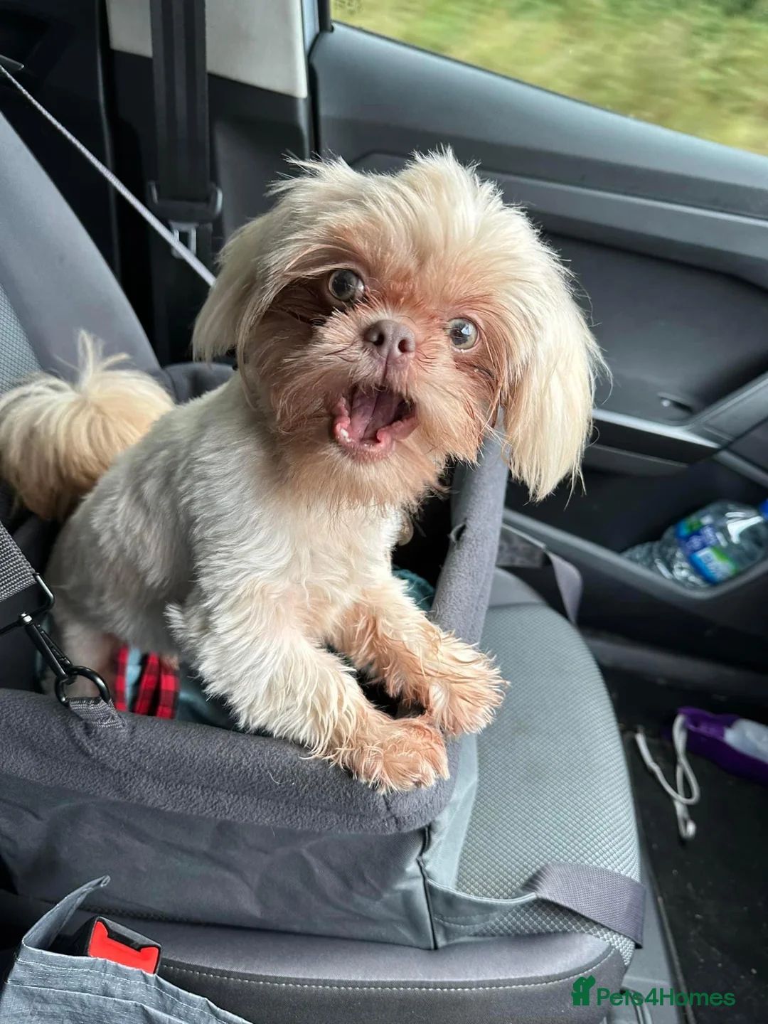 Shih Tzu dogs for stud: Dobie carrier imperial shihtzu  - Advert 2