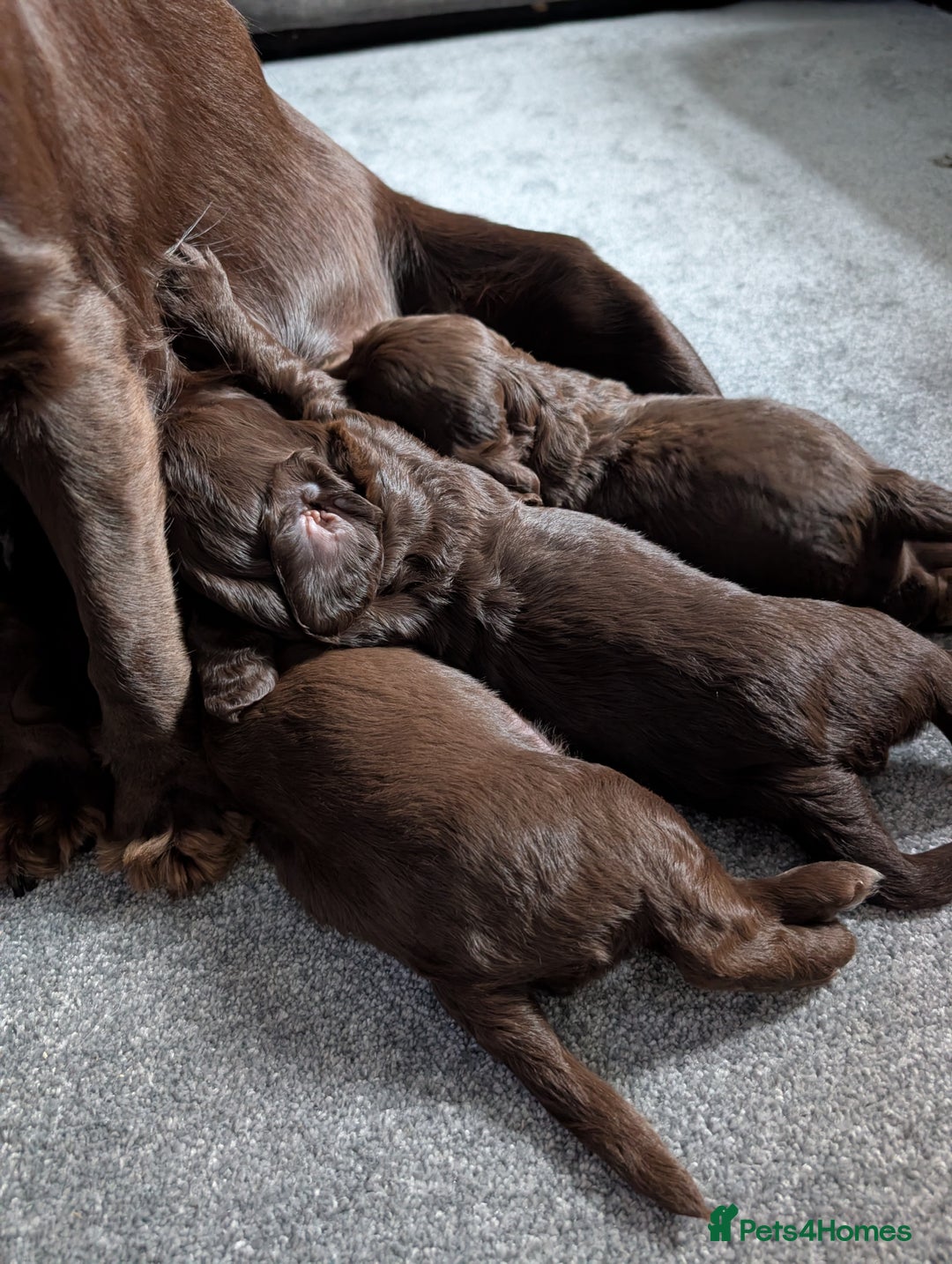 Mixed Breed dogs for sale: Cockspainl  - Image 4