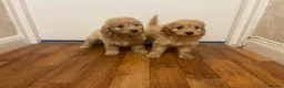 Cockapoo dogs for sale: Cockapoo puppies - Advert 2