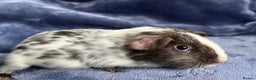 Guinea Pig rodents for sale: Dalmation baby Guinea pigs - Advert 10