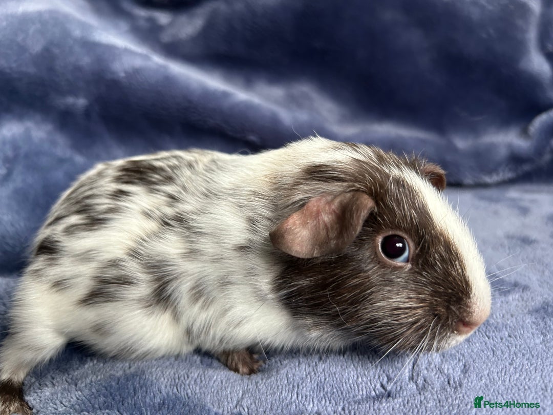 Guinea Pig rodents for sale: Dalmation baby Guinea pigs - Advert 10