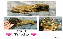 Mixed Breed dogs for sale:  Fab❤️Ttoodle Tibetan terrier x Miniature Poodle - Image 12