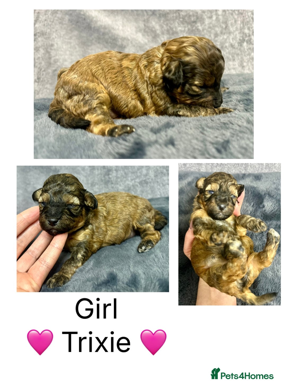 Mixed Breed dogs for sale:  Fab❤️Ttoodle Tibetan terrier x Miniature Poodle - Image 12