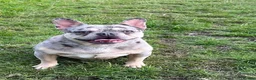 French Bulldog dogs for sale: 4 year old male in Burnley - Advert 3