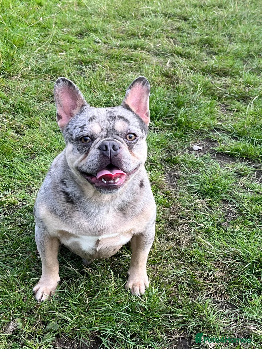 French Bulldog dogs for sale: 4 year old male in Burnley - Advert 3