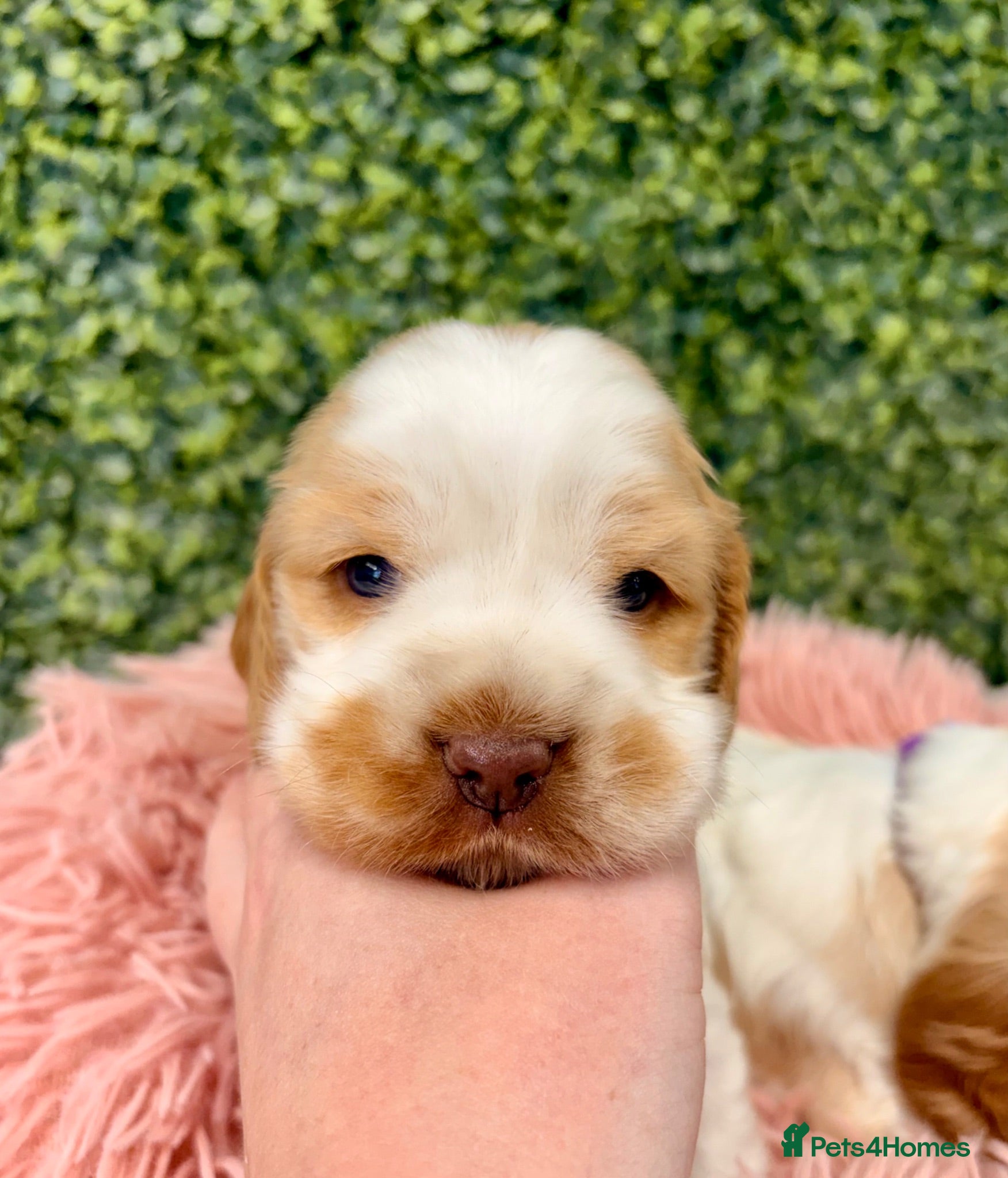 Cocker Spaniel dogs 🧡🤍 KC REG Show cocker Spaniel puppies for sale - Advert 1