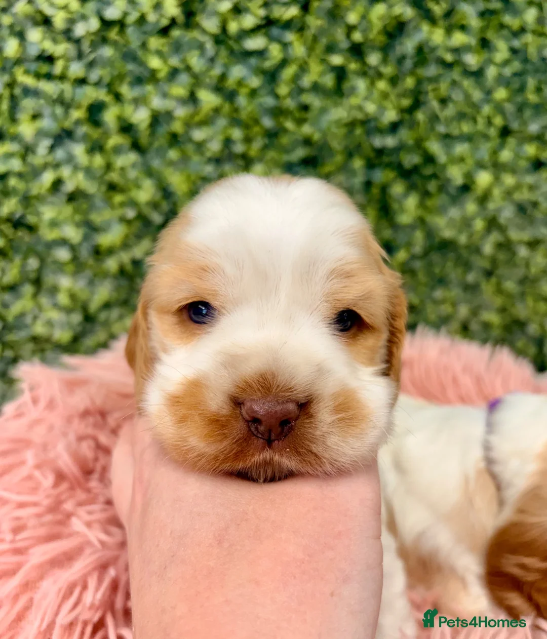Cocker Spaniel dogs for sale: 🧡🤍 KC REG Show cocker Spaniel puppies for sale - Advert 1