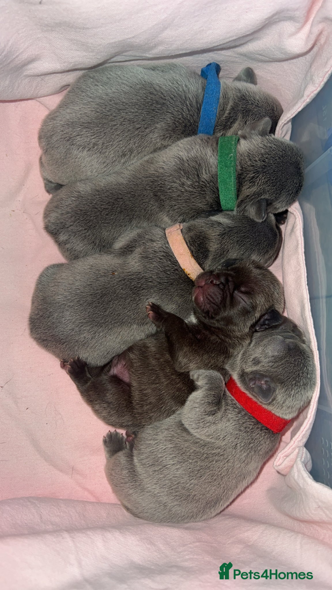 French Bulldog dogs Stunning blue French bulldog puppies for sale  - Advert 6