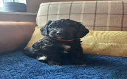 Cockapoo dogs for sale: 1 female Cockerpoo puppy ❤️ - Image 3