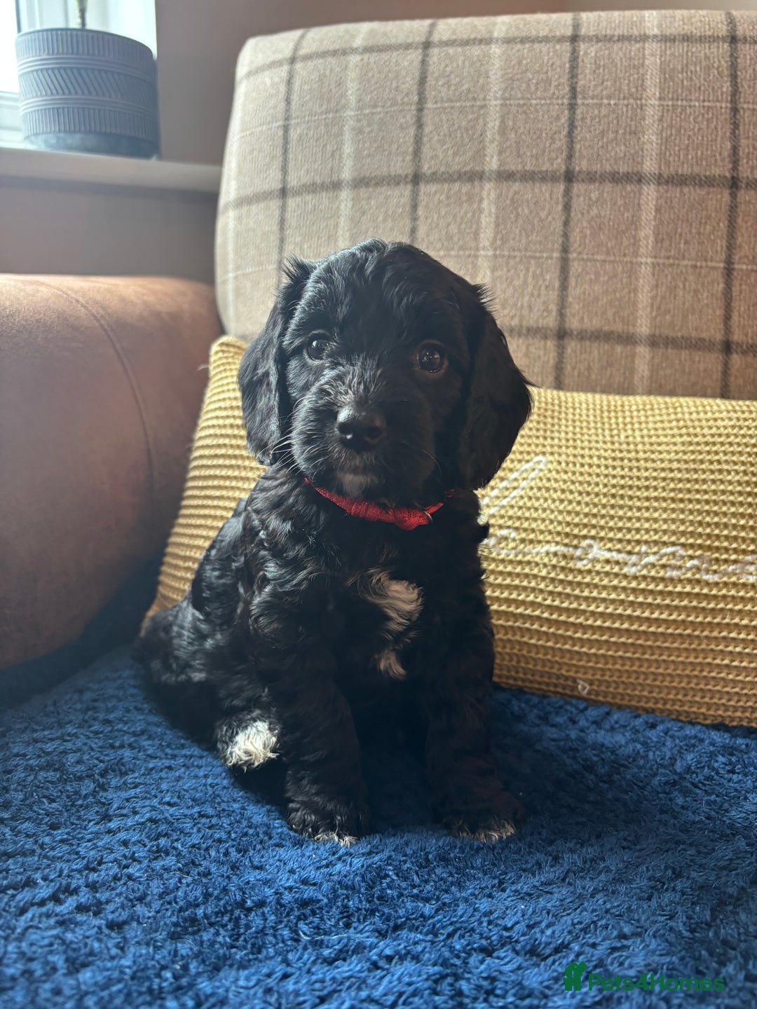 Cockapoo dogs for sale: 1 female Cockerpoo puppy ❤️ - Image 3