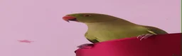 Ringnecks birds for sale: Indian Ringneck female parrot  in Portsmouth - Advert 3