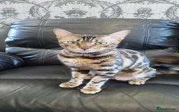 Bengal cats for sale: Pedigree Bengal Kittens - Image 20
