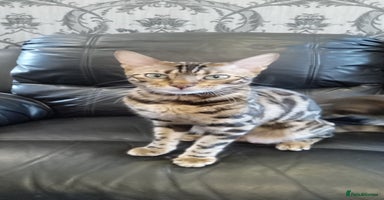 Bengal cats - Advert 3