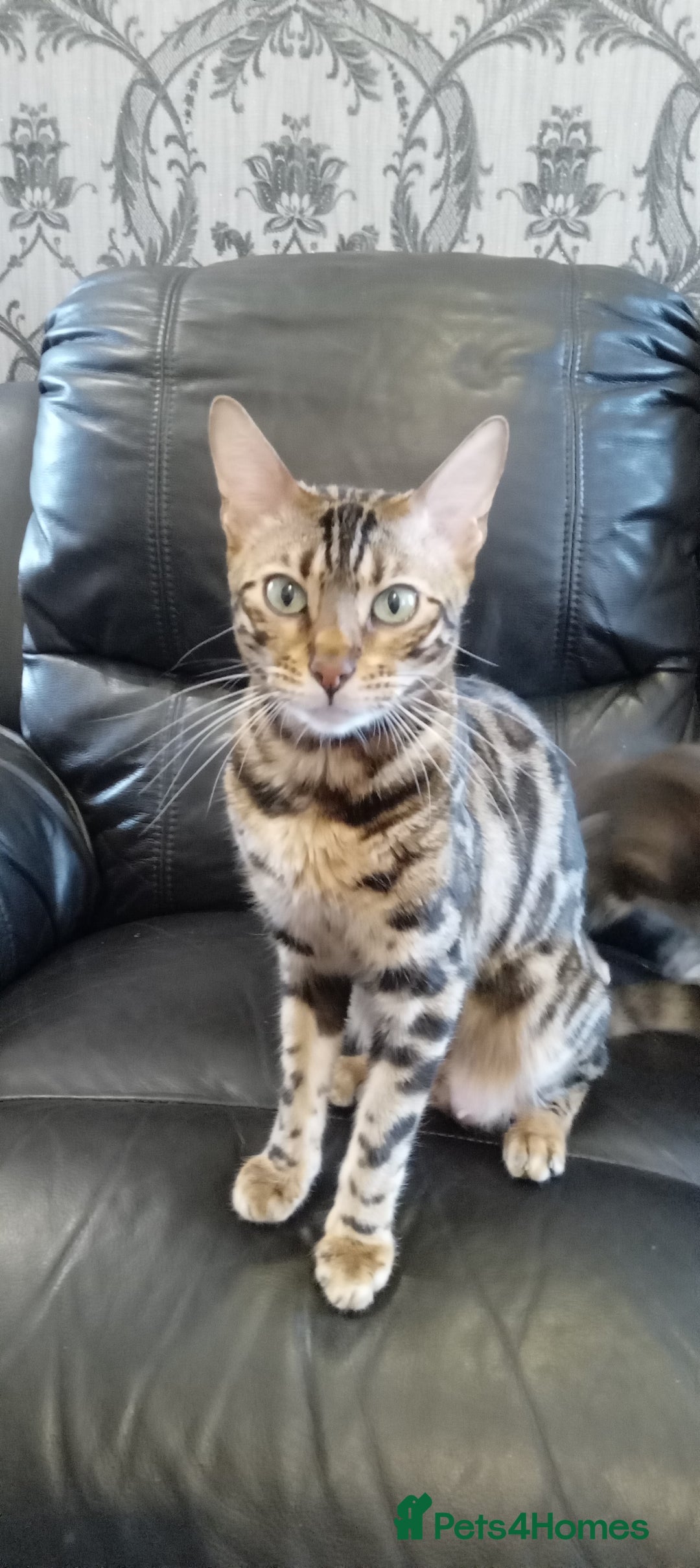 Bengal cats for sale: Pedigree Bengal Kittens - Image 20